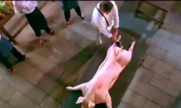 屠宰场杀猪视频,震撼人心的真实画面